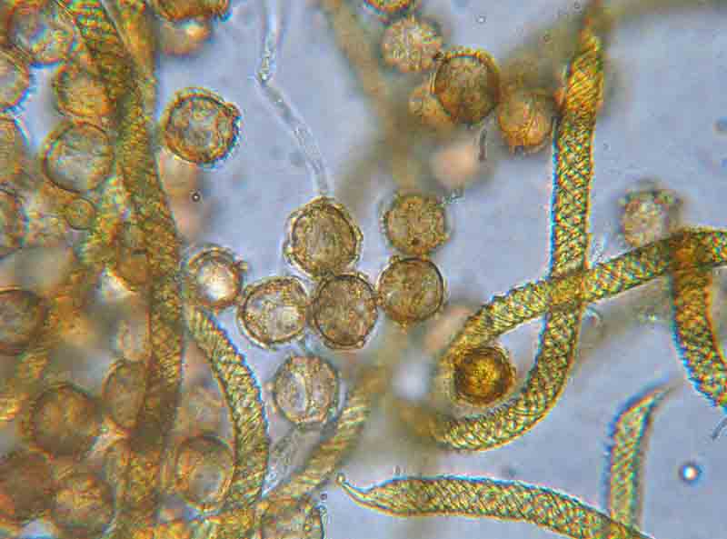 Trichia favoginea?